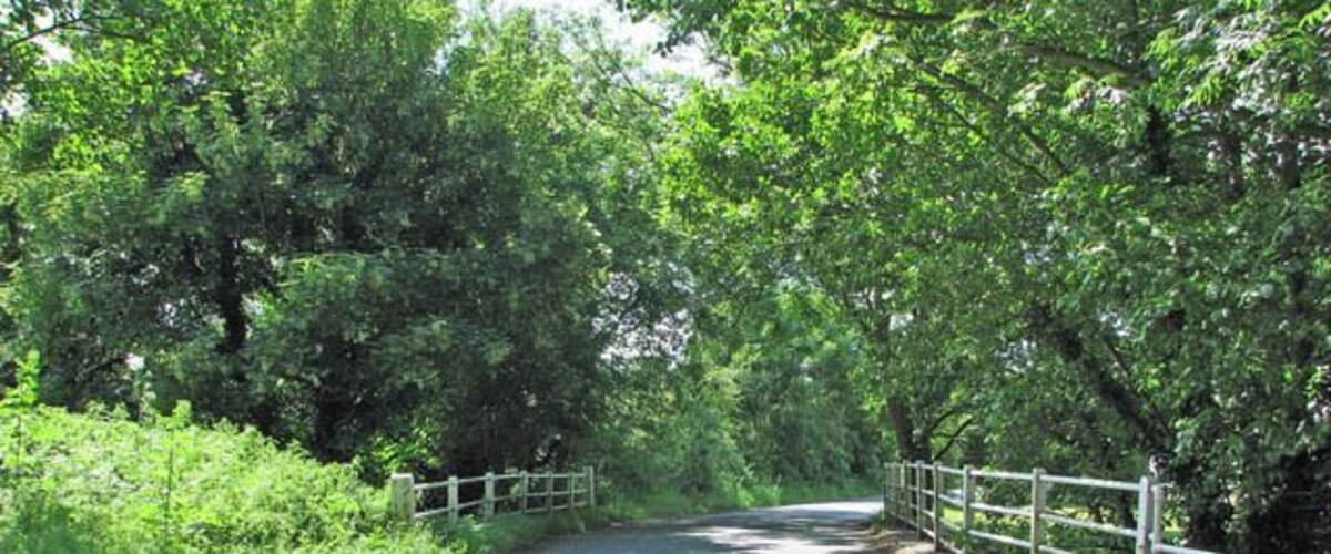 A narrow rural road flanked by dense green foliage and a metal fence.