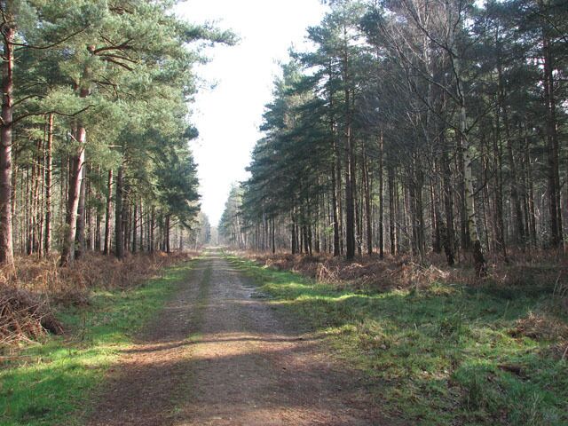 A sunny day in mid-March This view was taken in a easterly direction along the main track traversing Hevingham Park from east to west. Hevingham Park is a 225 acres mixed plantation located just south of the village of Hevingham. It consists of Scots and Corsican pine, oak, larch, poplar, alder and sycamore trees which were planted over a 20-year period, beginning in the late 1940s. There are no waymarkers but paths are well defined and the rides are arranged in a grid-like pattern. This woodland can become very wet after heavy rainfalls.