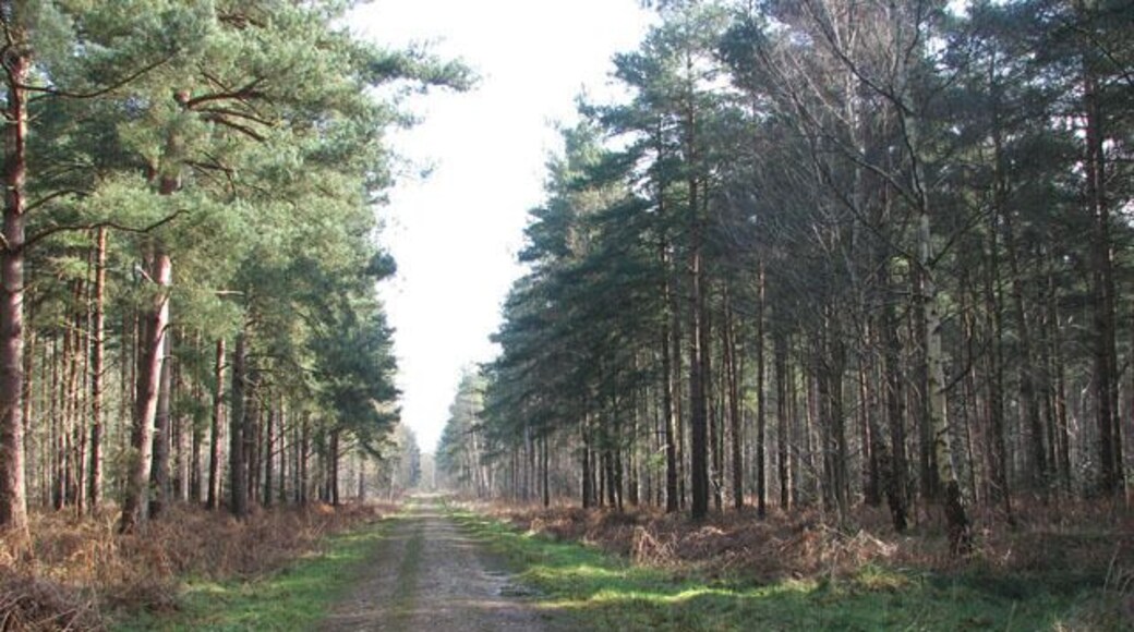 A sunny day in mid-March This view was taken in a easterly direction along the main track traversing Hevingham Park from east to west. Hevingham Park is a 225 acres mixed plantation located just south of the village of Hevingham. It consists of Scots and Corsican pine, oak, larch, poplar, alder and sycamore trees which were planted over a 20-year period, beginning in the late 1940s. There are no waymarkers but paths are well defined and the rides are arranged in a grid-like pattern. This woodland can become very wet after heavy rainfalls.
