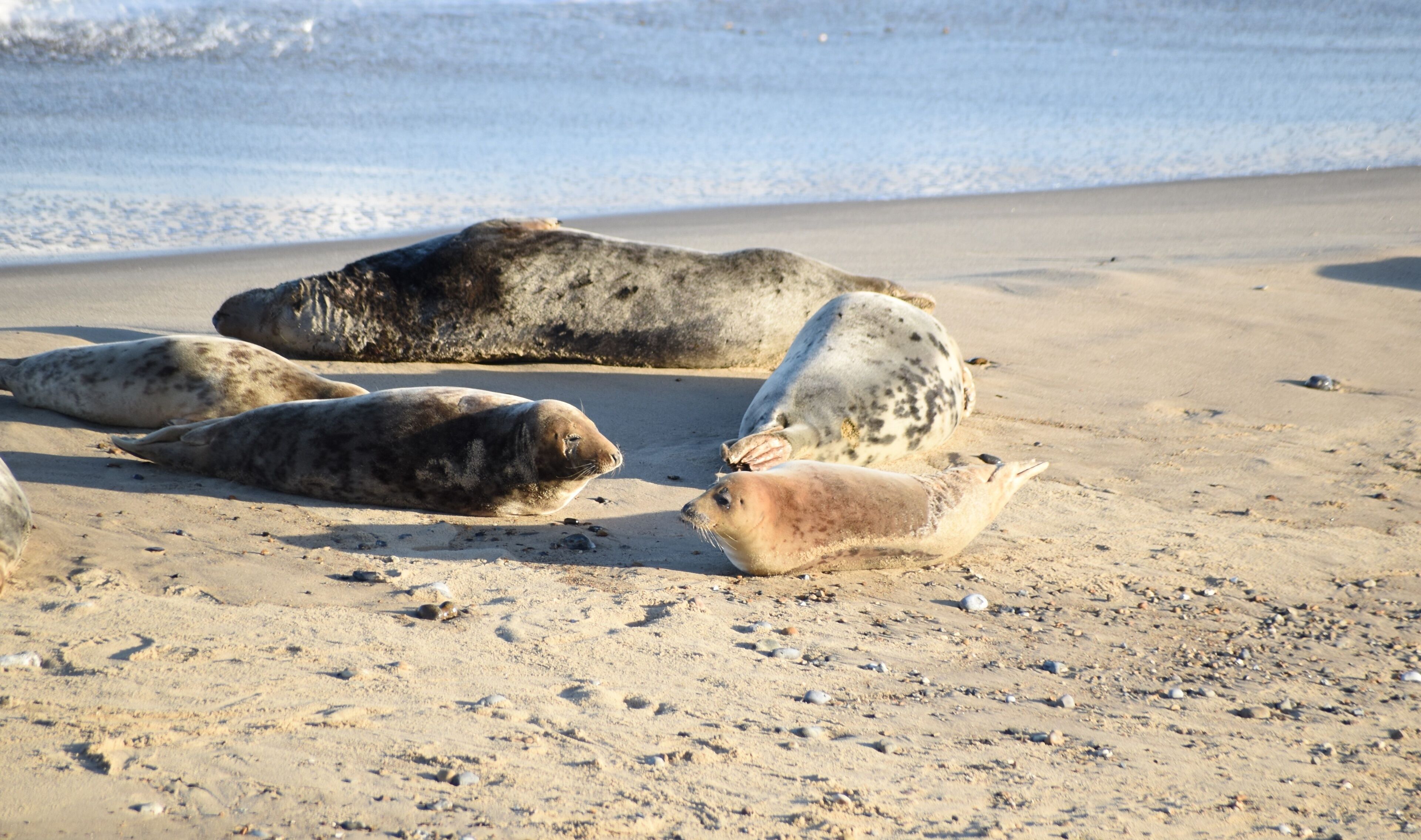 Horsey Gap seals and pups, winter 2020 - North Norfolk, England, UK