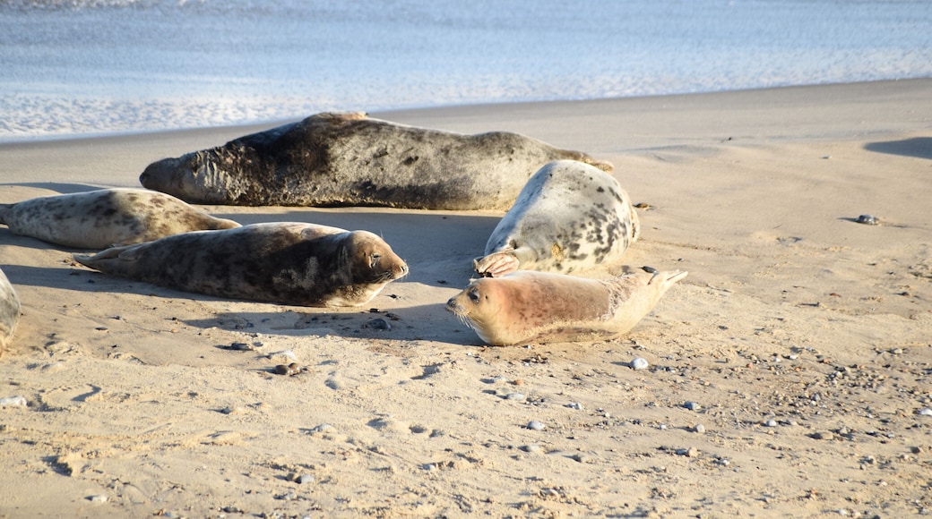 Horsey Gap seals and pups, winter 2020 - North Norfolk, England, UK