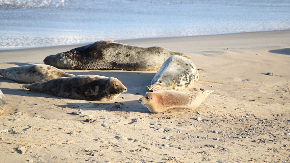 A sandy beach with several seals resting on the sand.
