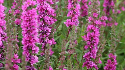Fantastic walled garden - mixture of flowers and vegetables