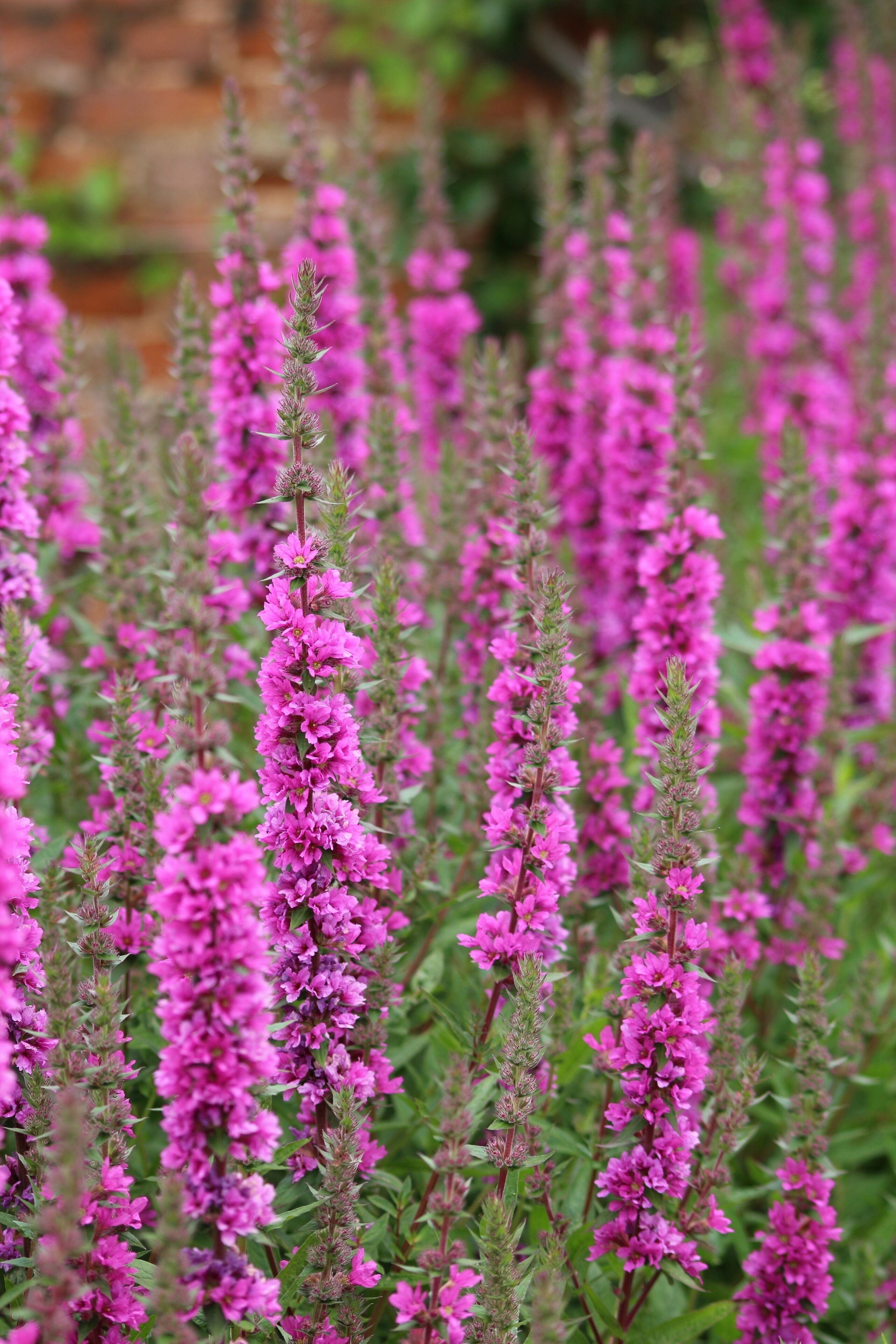 A field of tall pink flowers with green foliage.