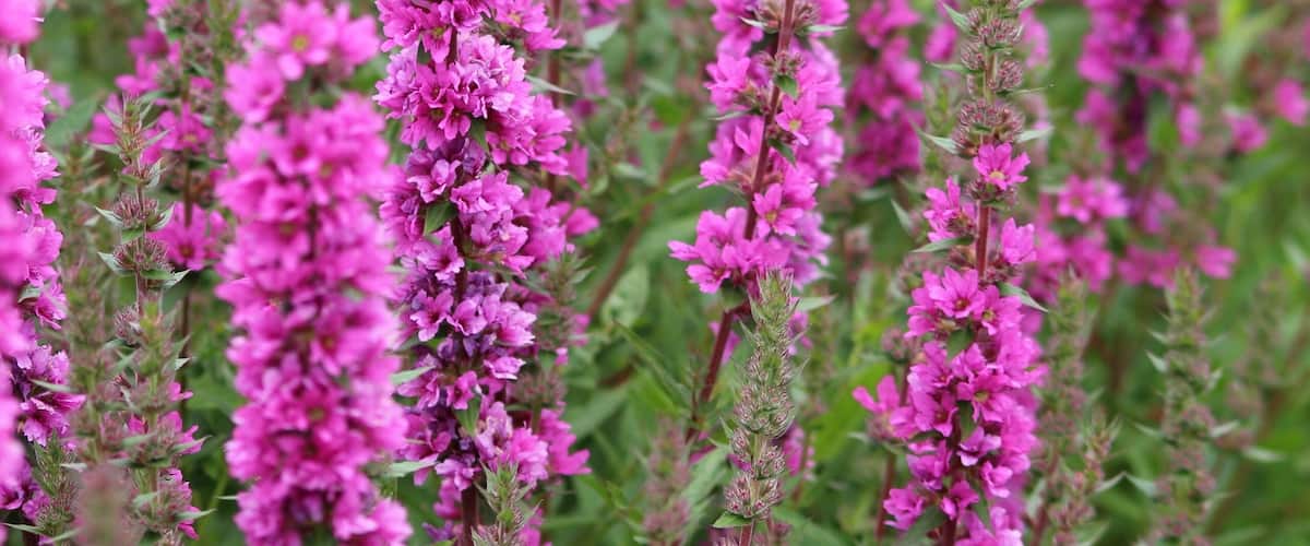 A field of tall pink flowers with green foliage.