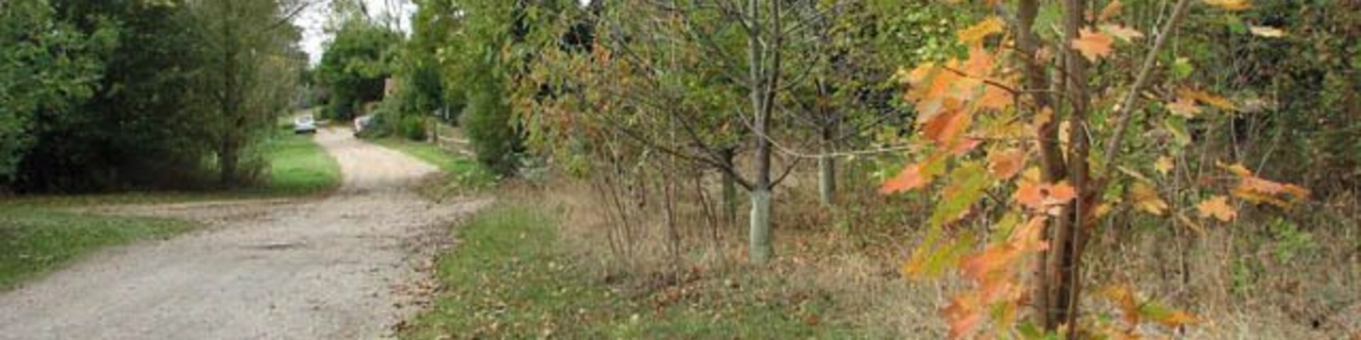 Um caminho de cascalho rodeado de folhas de outono, árvores e vegetação.
