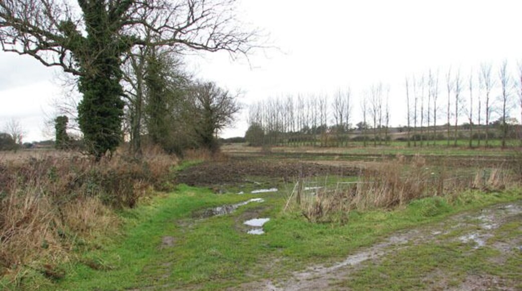 Field beside King's Beck The course of King's Beck, which flows into the River Bure a short distance further to the southeast, is denoted by the line of poplars growing alongside it.