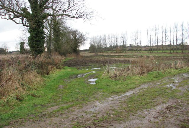 A muddy path with puddles, a leafless tree, and a field with sparse vegetation.