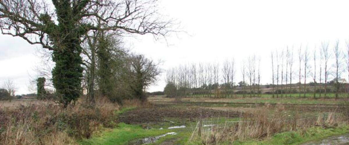 A muddy path with puddles, a leafless tree, and a field with sparse vegetation.