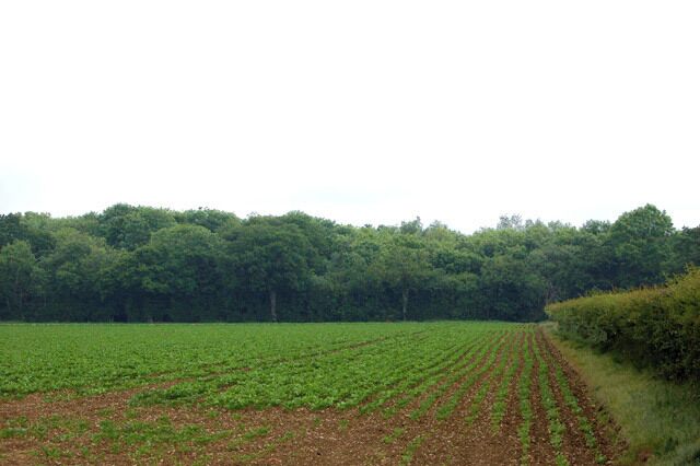 Beet near Hazel Hurn wood Looking north across a field of young sugar beet from a private farm track with Hazel Hurn wood in the distance. This beet was drilled in April and will be harvested in October. Access by kind permission of the landowner.