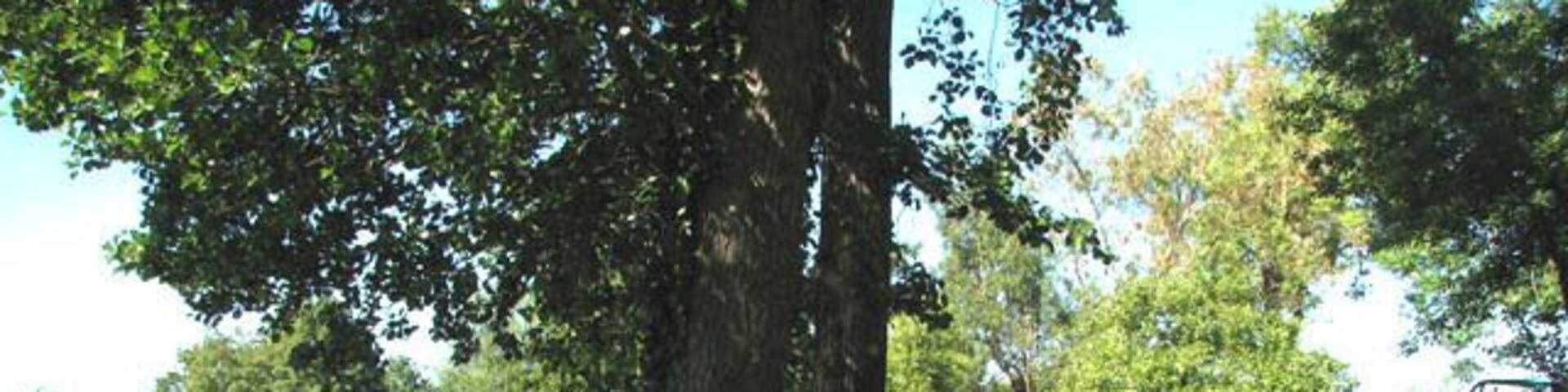 Public footpath traversing private properties. This section of the path skirts the riverside gardens of adjoining properties. The walk > https://www.geograph.org.uk/photo/1358319 starts by St Mary's church > https://www.geograph.org.uk/photo/1280845 leading in westerly direction. It winds its way downwards > 1358328 to the River Yare, following a woodland edge before it reaches the bottom of the valley and the reed beds growing beside the river > 1358349. A footbridge > 1358351 leads over a drainage ditch and a short walk > 1358355 leads to the river bank > 1358357. A narrow path flanked by dense vegetation follows the river from here onwards until it emerges by the car park on Bramerton Common. The Wherryman's Way > https://www.geograph.org.uk/photo/1340030 is a 35-mile long distance footpath following the route of the Broads trading wherries between Norwich and Great Yarmouth. The route takes its name from the wherry - a large cargo-carrying barge whose black sails used to be a common sight on these waters. Ten circular village walks branch off this path along the way.