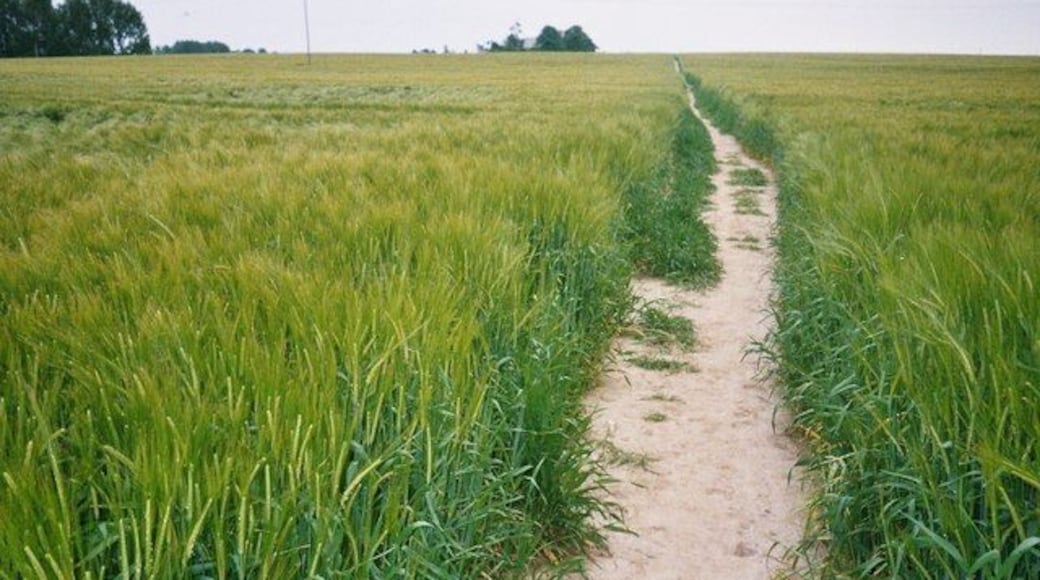 Path to Acle