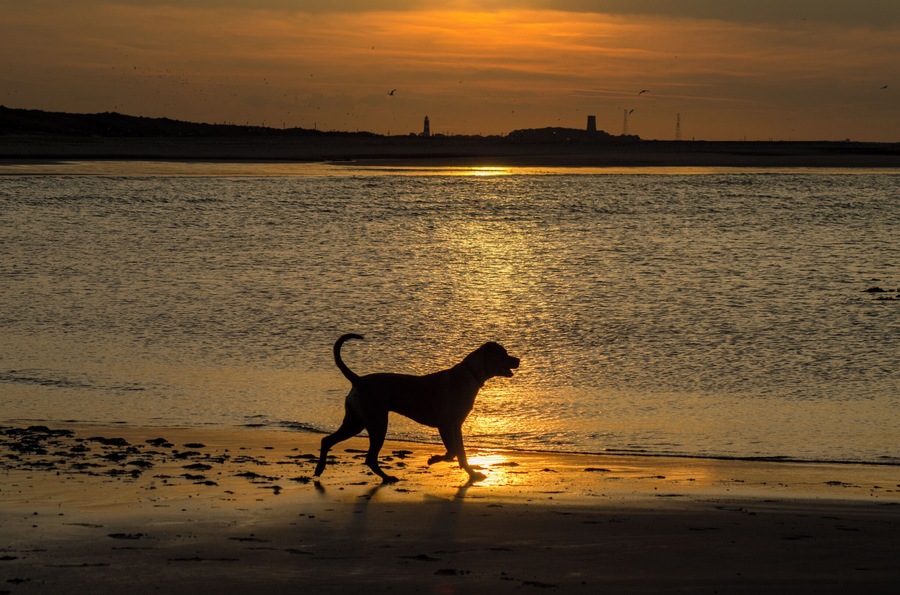 Sunset on the beach at Sea Palling, looking towards Happisburgh lighthouse in the distance. Taken June 2017. Beach can be acceded from car park and from pathways over the dunes. Beach still accessible at high tide, but best visited when tide is retreating. Nice cafe and fish and chips nearby. Public toilets near the car park. We did sea a common seal offshore and starfishes at low tide in the rock pools.