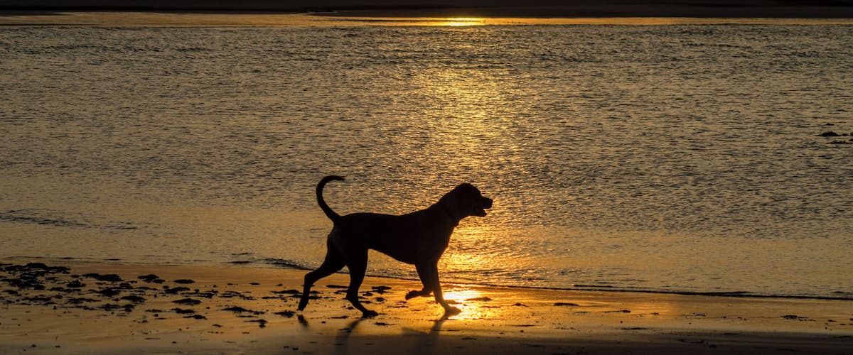 A silhouette of a dog running on a beach at sunset with the sun reflecting on the water.