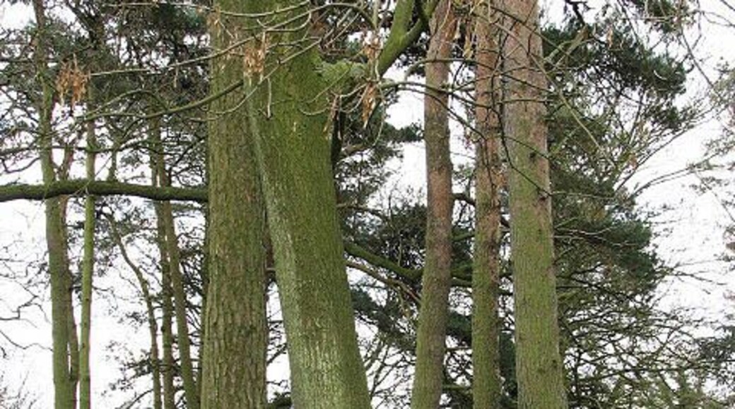 Conifer trunks These trees grow beside a pond, located in a large garden beside Church Road.