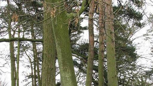 Conifer trunks These trees grow beside a pond, located in a large garden beside Church Road.