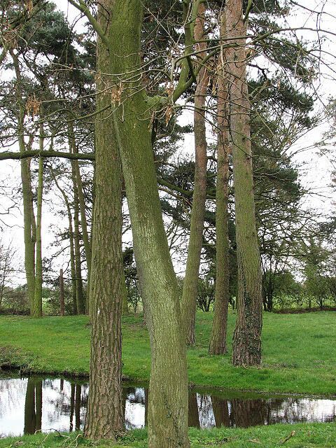 A serene pond surrounded by tall trees in a grassy area.