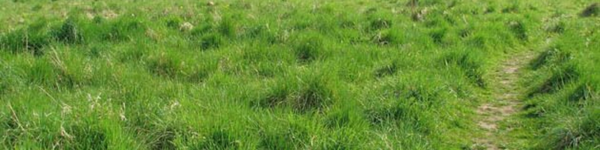 Un campo cubierto de hierba con un sendero de tierra que lleva a un edificio a lo lejos.