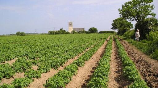 Norfolk potato field. Looking towards Lessingham Church and Happisburgh lighthouse in the distance