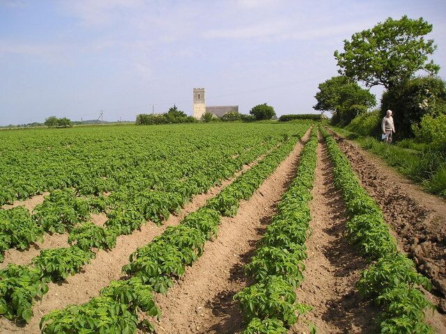 A field of crops with a tower and a person in the distance.