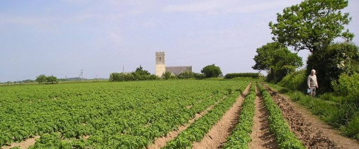 A field of crops with a tower and a person in the distance.