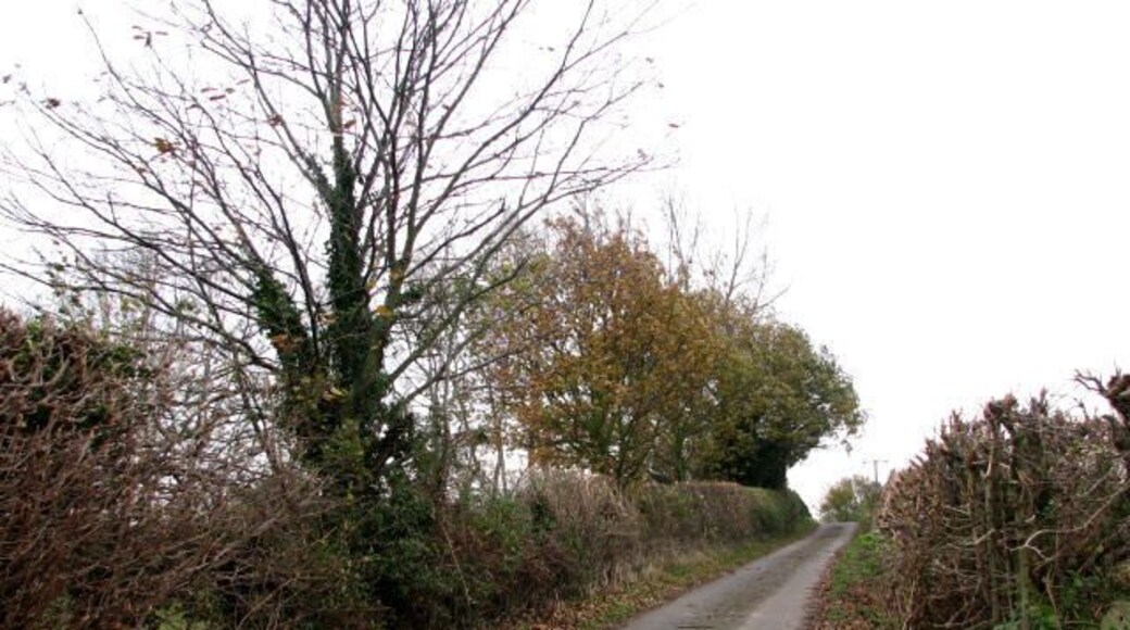 Neatly trimmed hedgerows Approaching the bridge across the Bure Valley Railway line on Back Lane, a quiet country lane that connects Buxton Road with The Street in Brampton.