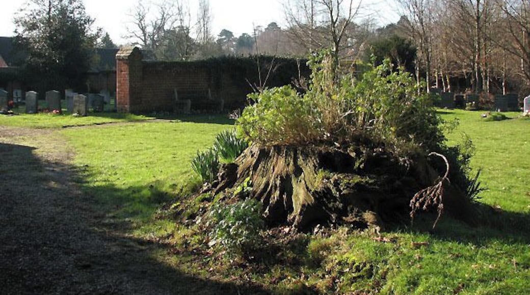 Remains of an ancient tree This tree trunk beside the path in the churchyard of St Gervase & St Protase church has been planted with flowers.