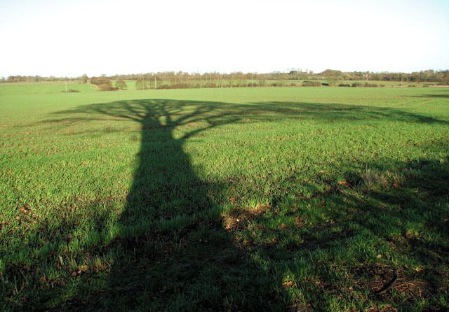 A tree casting its shadow The low winter sunshine casts long shadows over the cultivated fields west of the A140 (Norwich Road). Until the 1960s the Waveney Valley Line used to traverse this field on its way from Pulham Market to Tivetshall St Mary. The Waveney Valley Line ran from a junction with the London to Norwich mainline at Tivetshall > https://www.geograph.org.uk/photo/1572341 - https://www.geograph.org.uk/photo/1572337, servicing the market towns of Harleston,, Bungay and Beccles, where it connected with the East Suffolk line to Yarmouth. The line was opened between 1855 and 1863 but its first stations (Starston > https://www.geograph.org.uk/photo/1592857 and Redenhall) were closed as early as 1866. The passenger service was eventually withdrawn in 1953. Freight services were but back in 1960 and in 1966 the line was closed. Part of its route - between Harleston and Broome - has since been taken over by the realigned A143 road.