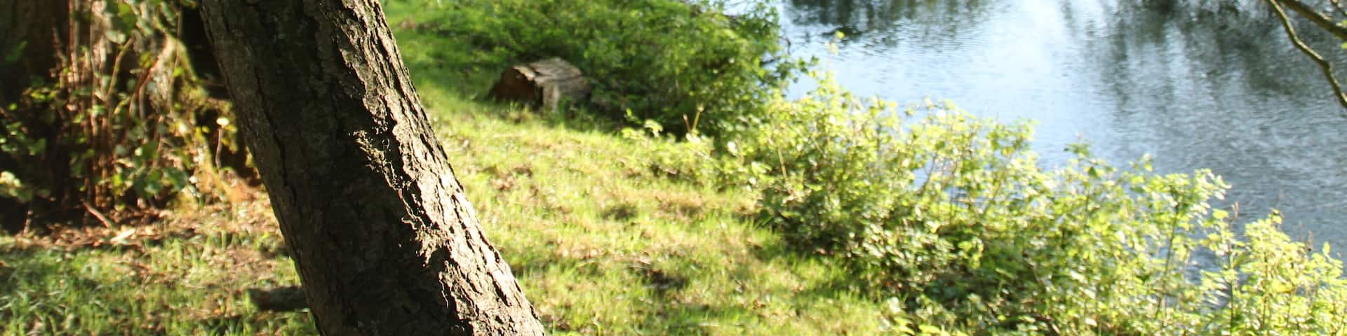 The River Wensum below Lyng Bridge, Norfolk, England