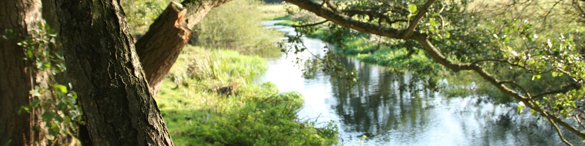 The River Wensum below Lyng Bridge, Norfolk, England
