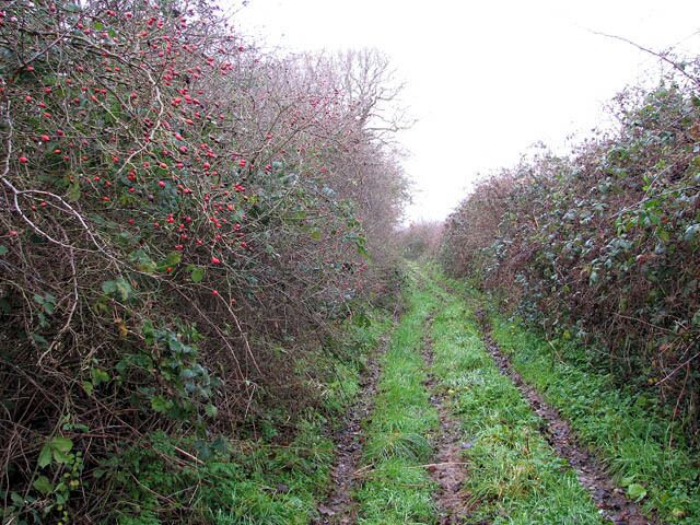 A narrow and very wet track. This track is a so-called 'route with other public access'. It turns off Tuttington Road > 1077687 linking with the Weavers Way, further to the north. See > 984248 for its other end.