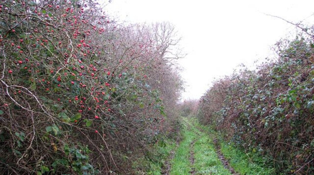 A narrow and very wet track. This track is a so-called 'route with other public access'. It turns off Tuttington Road > 1077687 linking with the Weavers Way, further to the north. See > 984248 for its other end.
