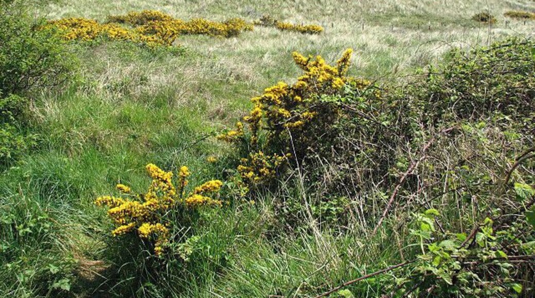 Gorse flowering on the southern slope of the dunes