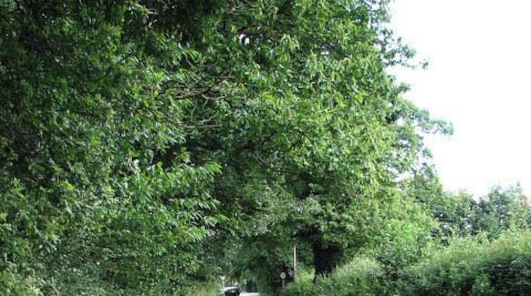 View north along Witton Lane Witton Lane connects Little Plumstead with the hamlet of Witton, further to the south.