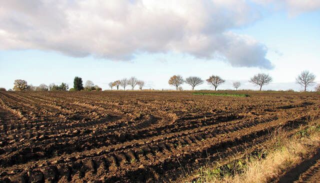 Field beside the path. This field adjoins the path in the west. The sugar beet crop is still in the process of being harvested. The view was taken from the public footpath which starts at Smee Lane > 919906 and leads to the A47, further to the south > 1068458 - 1068463.