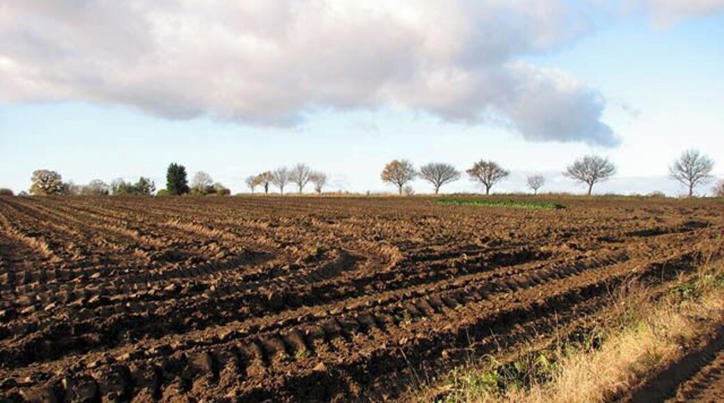 Field beside the path. This field adjoins the path in the west. The sugar beet crop is still in the process of being harvested. The view was taken from the public footpath which starts at Smee Lane > 919906 and leads to the A47, further to the south > 1068458 - 1068463.
