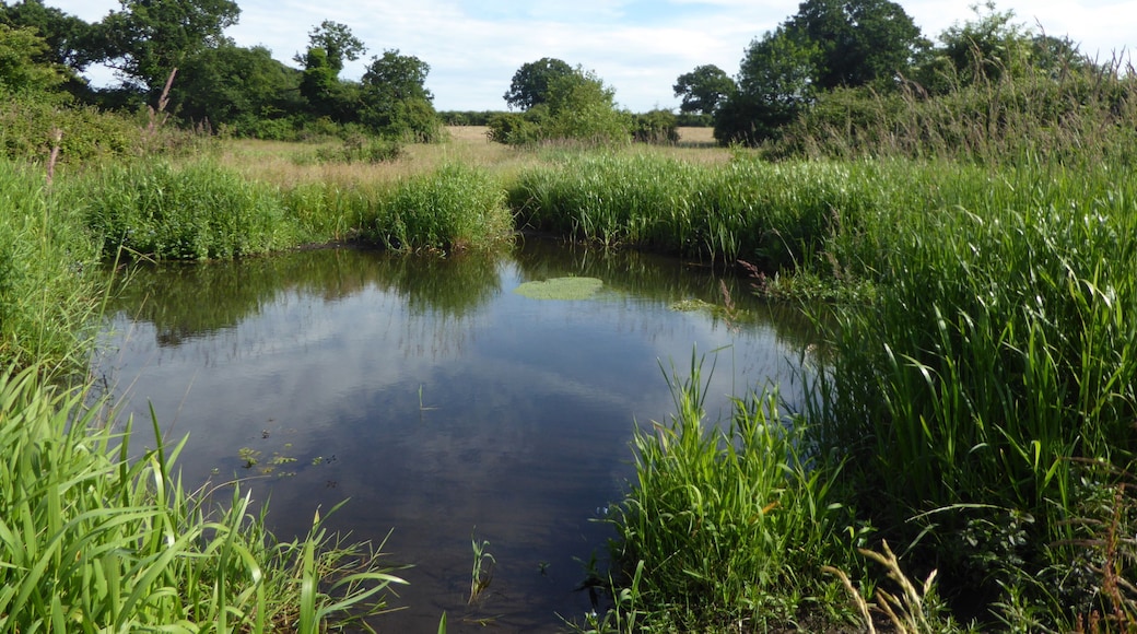 Crostwick Marsh is a Site of Special Scientific Interest north of Norwich in Norfolk.