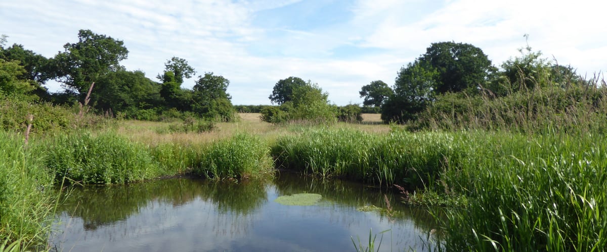 A calm pond surrounded by lush greenery and trees.