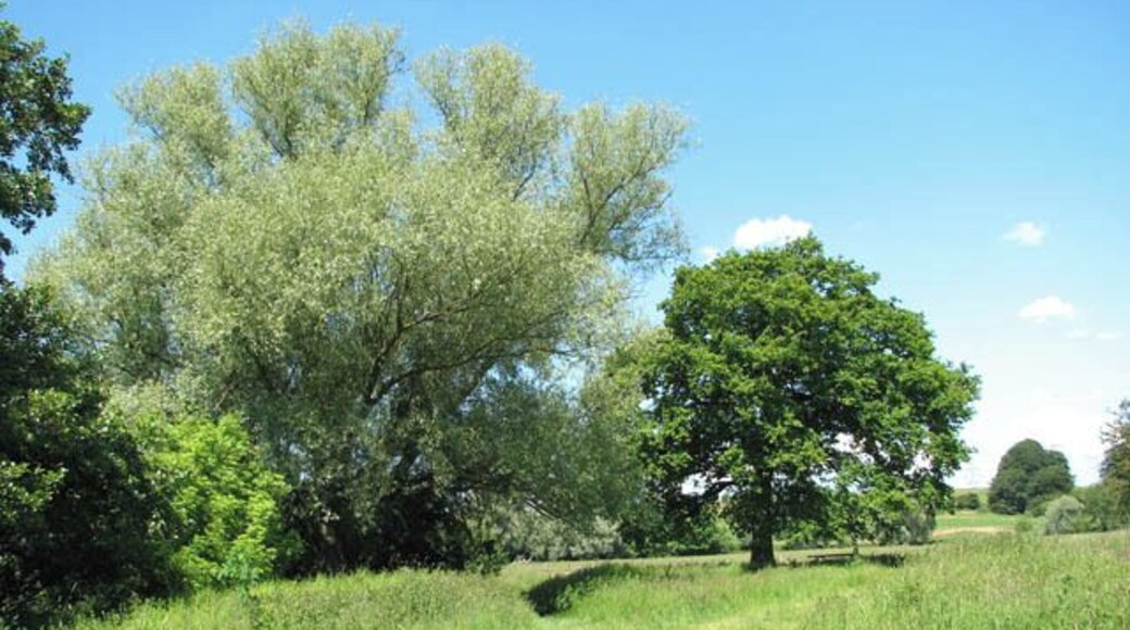 Trees by the River Tas. The willow tree has the number 05934. See also > 1352861. The footpath follows the course of the River Tas.