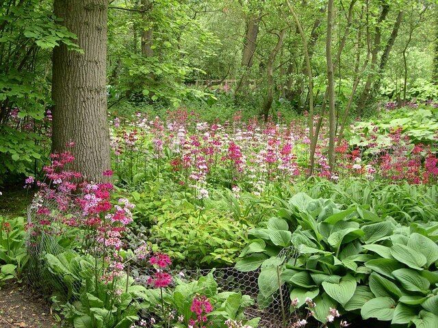 Fairhaven Water Gardens 1 A wonderful display of Candelabra Primulas with the gardens leading down to South Walsham Broad.