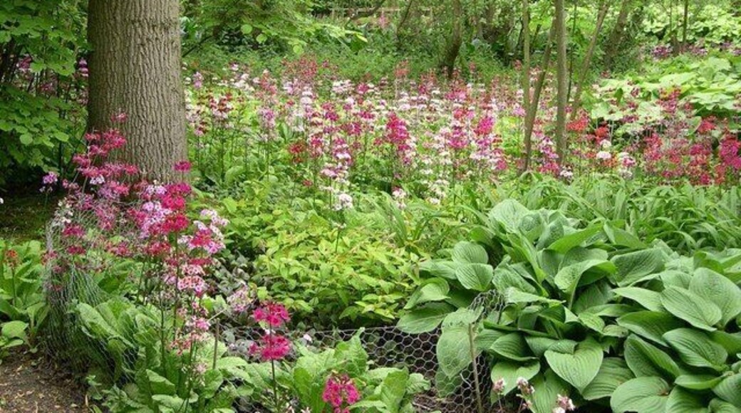 Fairhaven Water Gardens 1 A wonderful display of Candelabra Primulas with the gardens leading down to South Walsham Broad.
