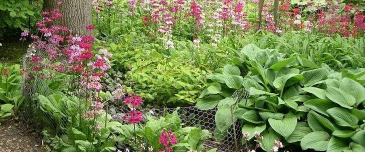 Fairhaven Water Gardens 1 A wonderful display of Candelabra Primulas with the gardens leading down to South Walsham Broad.