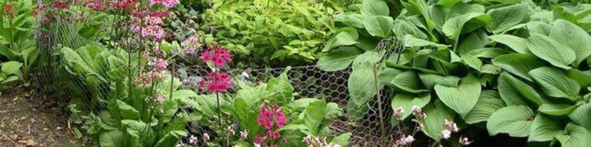 Fairhaven Water Gardens 1 A wonderful display of Candelabra Primulas with the gardens leading down to South Walsham Broad.