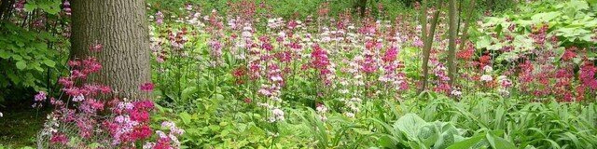 Fairhaven Water Gardens 1 A wonderful display of Candelabra Primulas with the gardens leading down to South Walsham Broad.