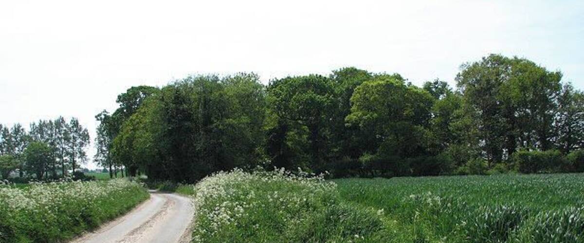 A rural dirt road flanked by fields and trees.