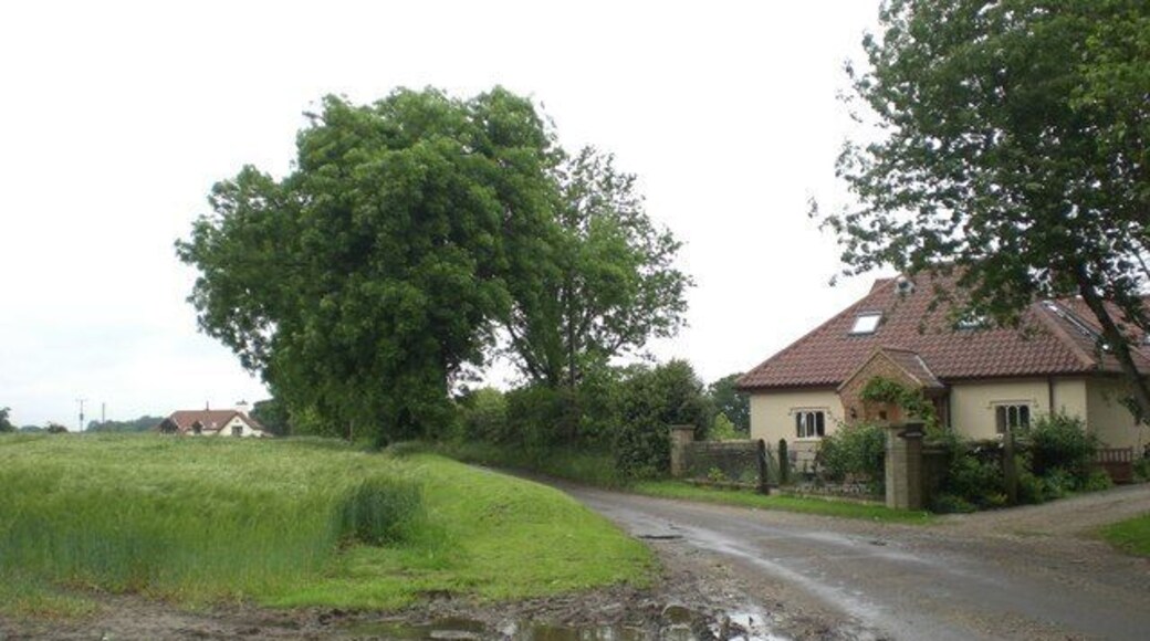 North west down lane near Sprowston Wood Rather soggy after two days of continuous rain and it's still raining on the third. Barley growing in field.