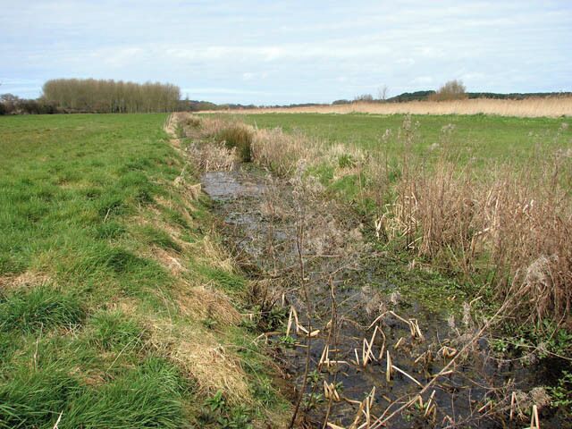 Drainage ditch separating pastures The woodland seen in the background (in adjacent grid square) is Ash Plantation.
