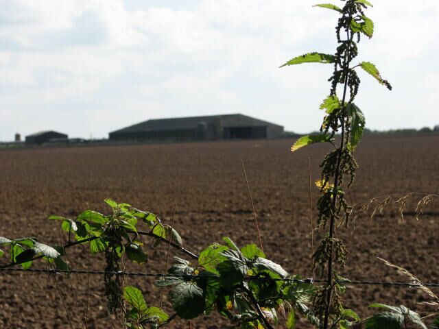 Brambles and nettles Agricultural sheds of Manor Farm can be seen in the distance across farmland that once used to be an airfield.