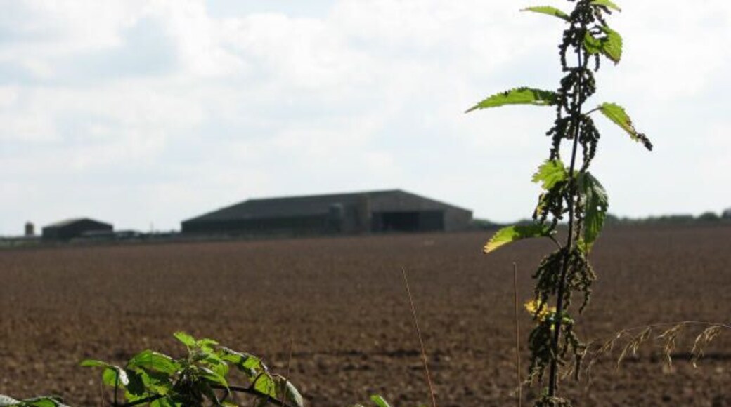 Brambles and nettles Agricultural sheds of Manor Farm can be seen in the distance across farmland that once used to be an airfield.