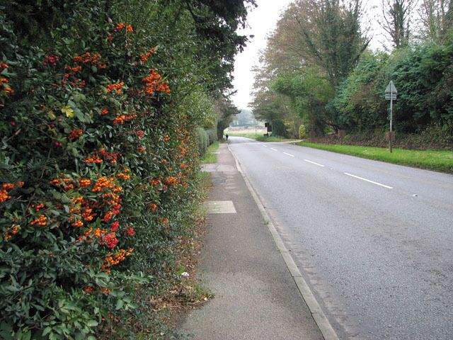Orange berries in hedge beside the B1332